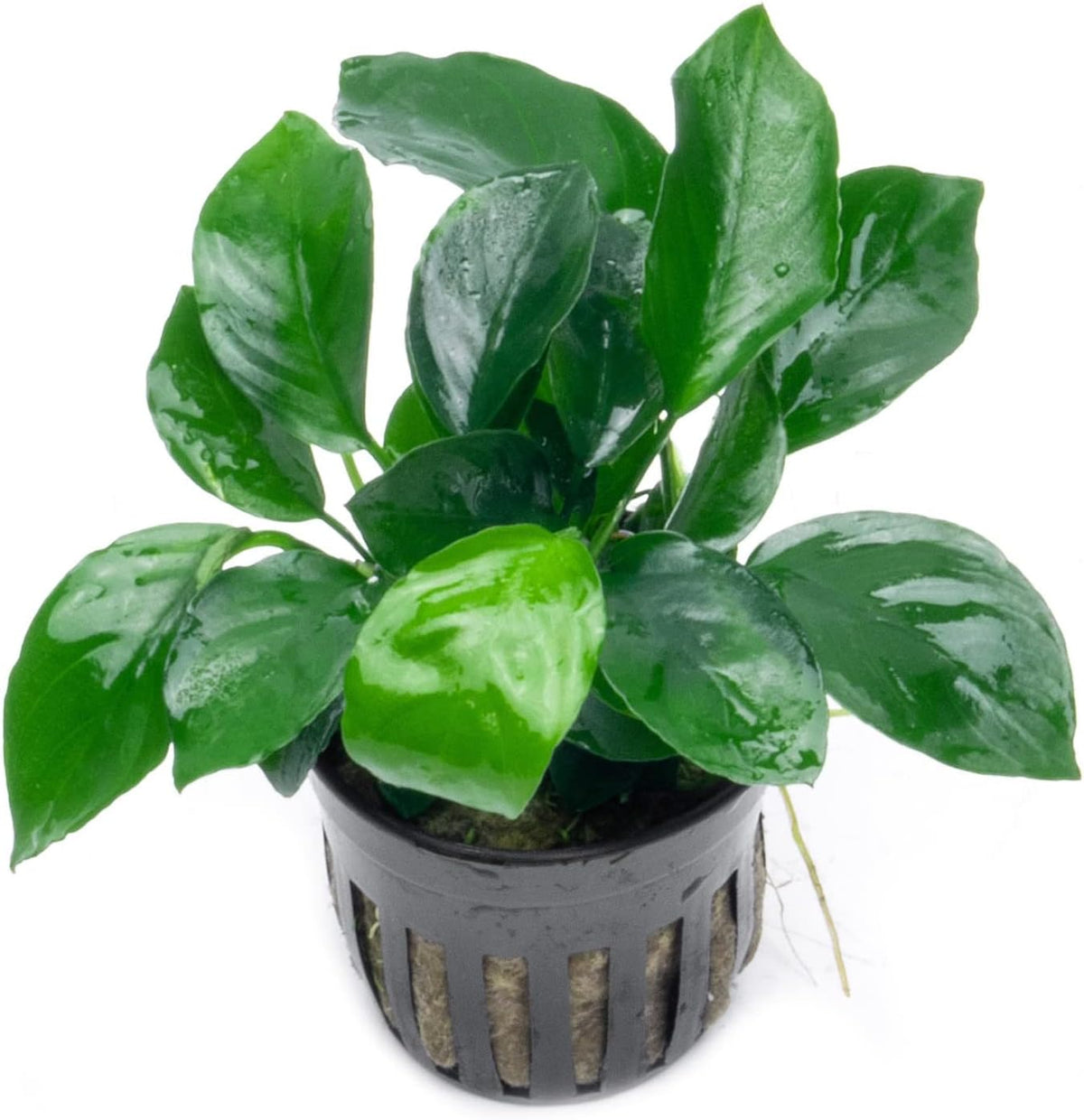 SubstrateSource Anubias Live Aquarium Plants - Potted Freshwater Plant for Fish Tanks, Terrariums