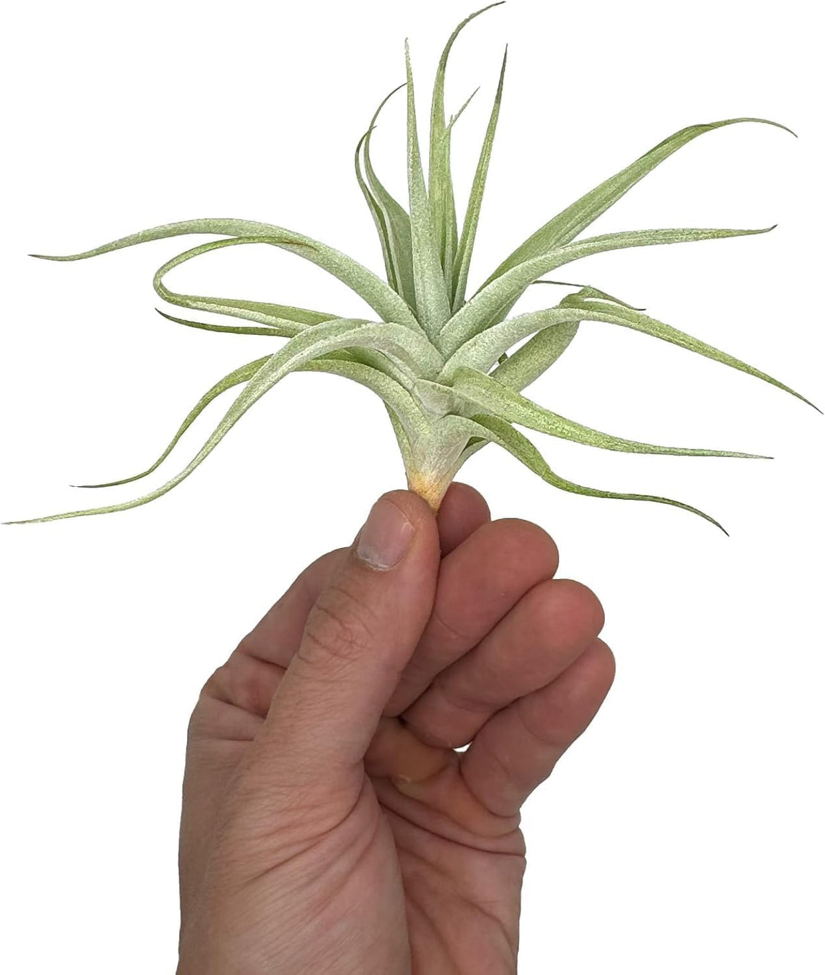 Live Air Plants - Tillandsia Albida 3-5" - 2ct – ragnaroc Live Indoor Plant - Live Arrival