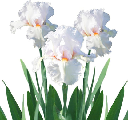 Easy to Grow Bearded Iris Eternal Bliss - 9 Plant Bulbs Rhizomes, White & Light Lavender Flowers in