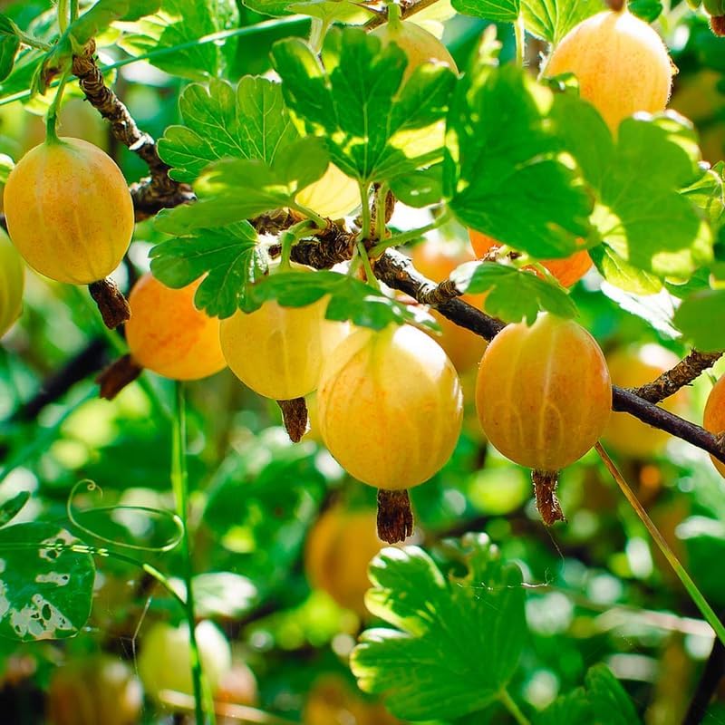 Sweet Gooseberry Plant Live for Planting, Gooseberry Bushes Live Plant 5 to 9 Inch Tall