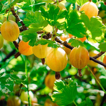 Sweet Gooseberry Plant Live for Planting, Gooseberry Bushes Live Plant 5 to 9 Inch Tall