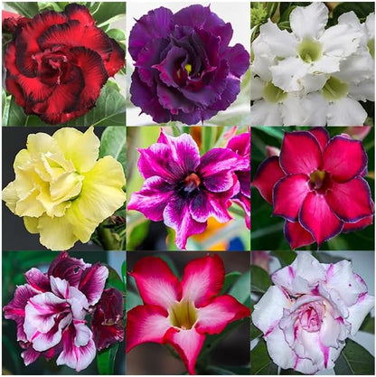 20 Desert Rose Seeds for Planting Mixed Color Ready to Grow Adenium Obesum Seeds Exotic Succulent