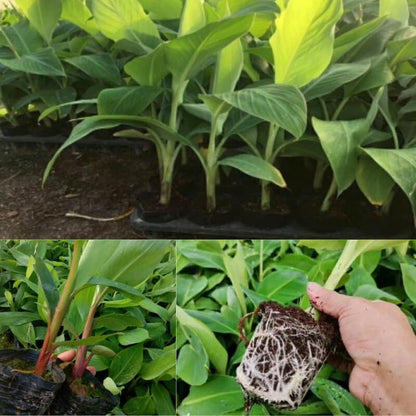 Zebrina Banana Plant Live, 4-6" Tall Well-Rooted for Indoor Tropical Displays, Cold Hardy Banana