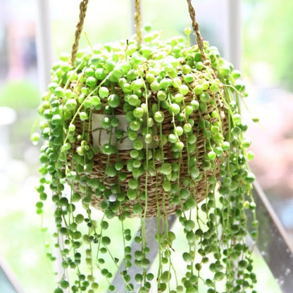 String of Pearls Plant Live, Trailing Succulent Vine, Rare Live Indoor Plant in Pot