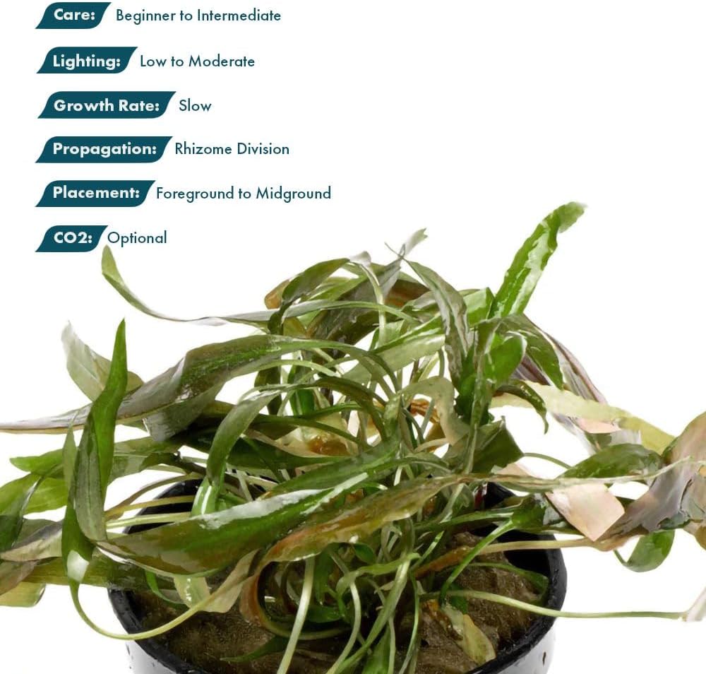 SubstrateSource Live Plants - Cryptocoryne Axelrodi (Cryptocoryne axelrodi) - Low to Medium Light