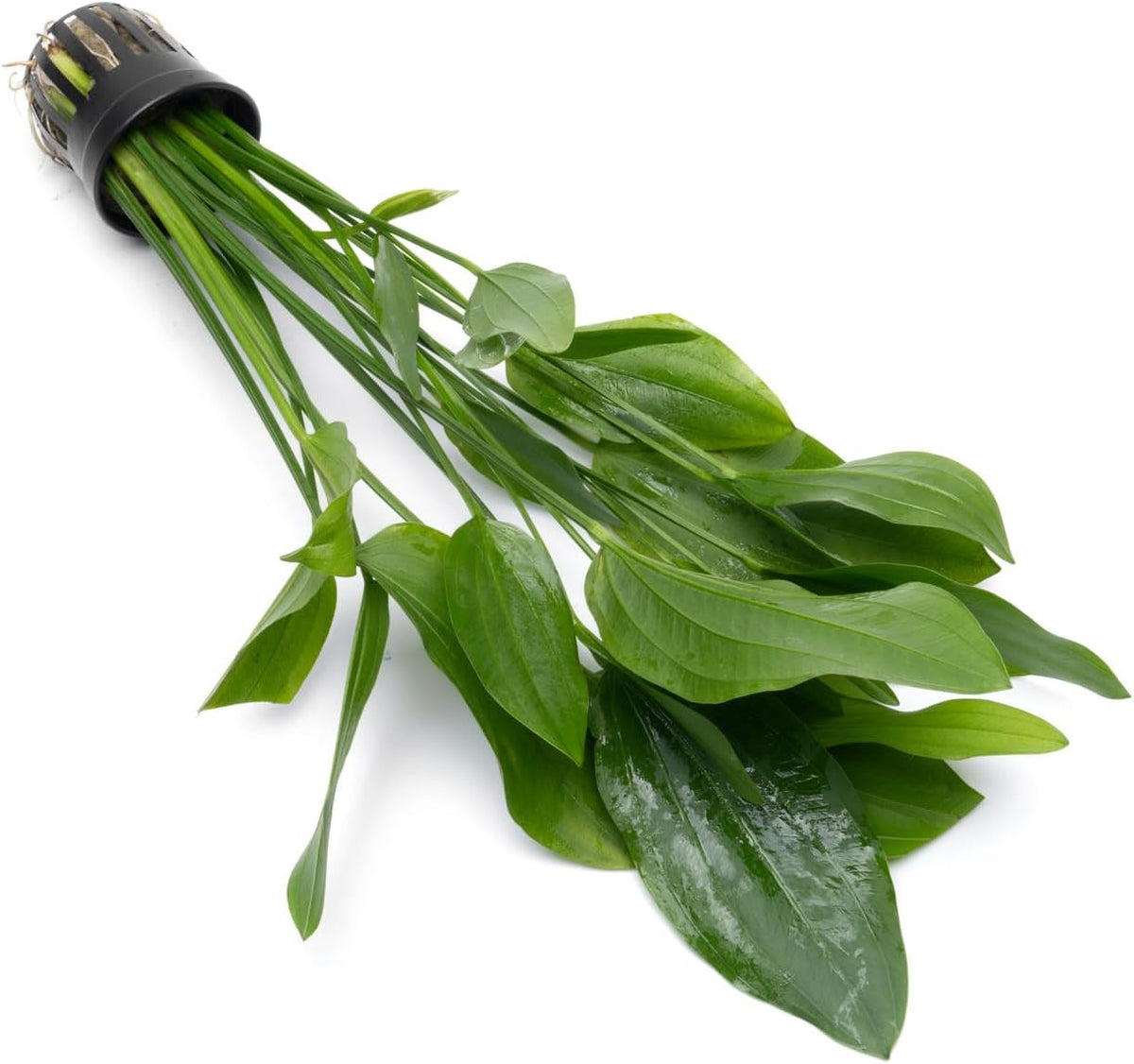 SubstrateSource Echinodorus Grandifolius Sword Live Plant for Freshwater Aquariums, Natural Fish
