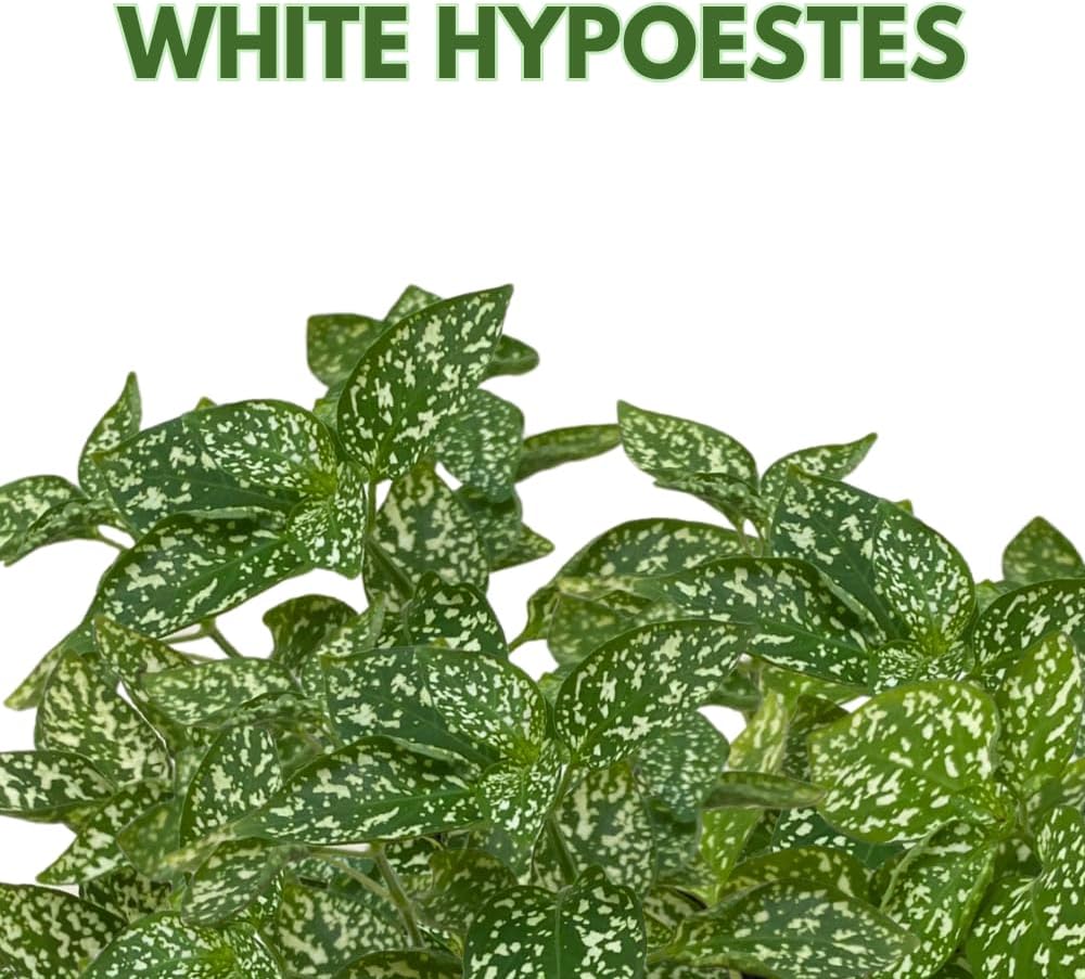 BubbleBlooms White Hypoestes Phyllostachya in a 4 inch Pot Polka Dot Flamingo Plant