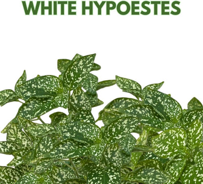 BubbleBlooms White Hypoestes Phyllostachya in a 4 inch Pot Polka Dot Flamingo Plant