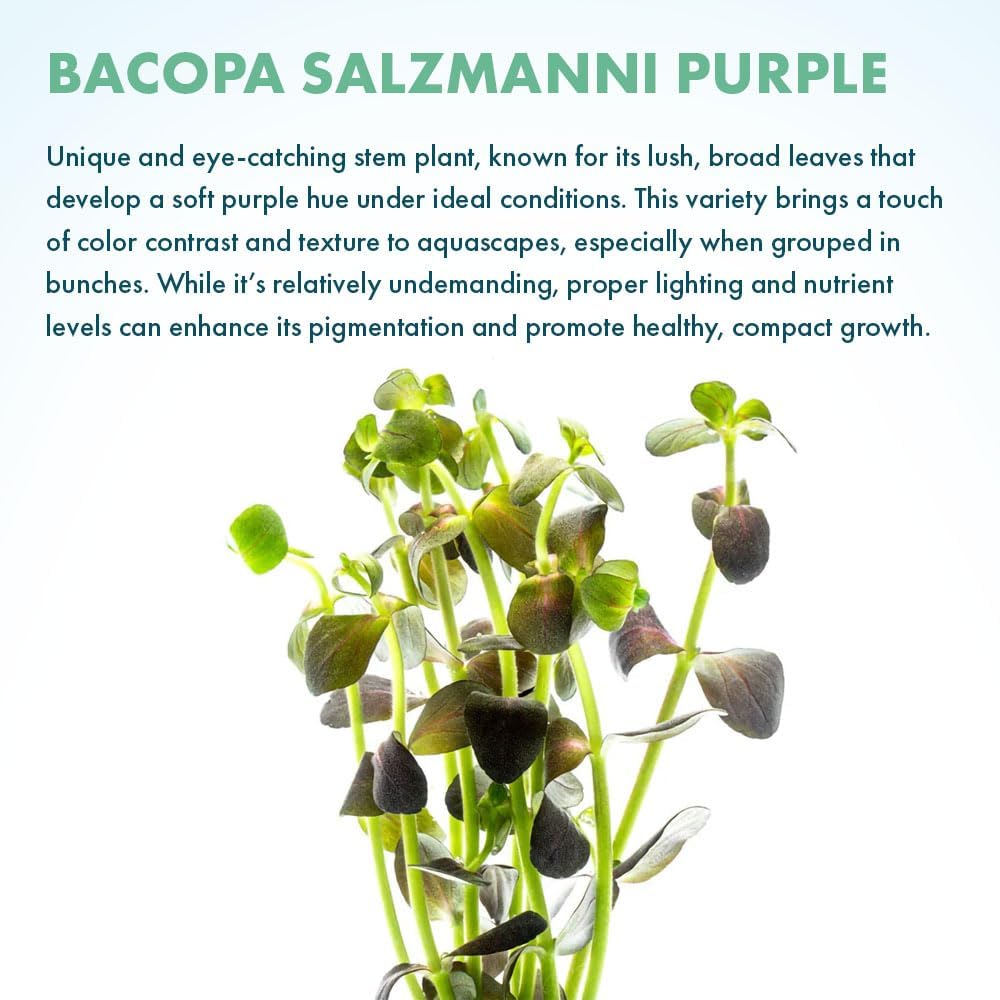 SubstrateSource Live Plant - Purple Bacopa (Bacopa salzmannii) - Moderate Care, Moderate to High