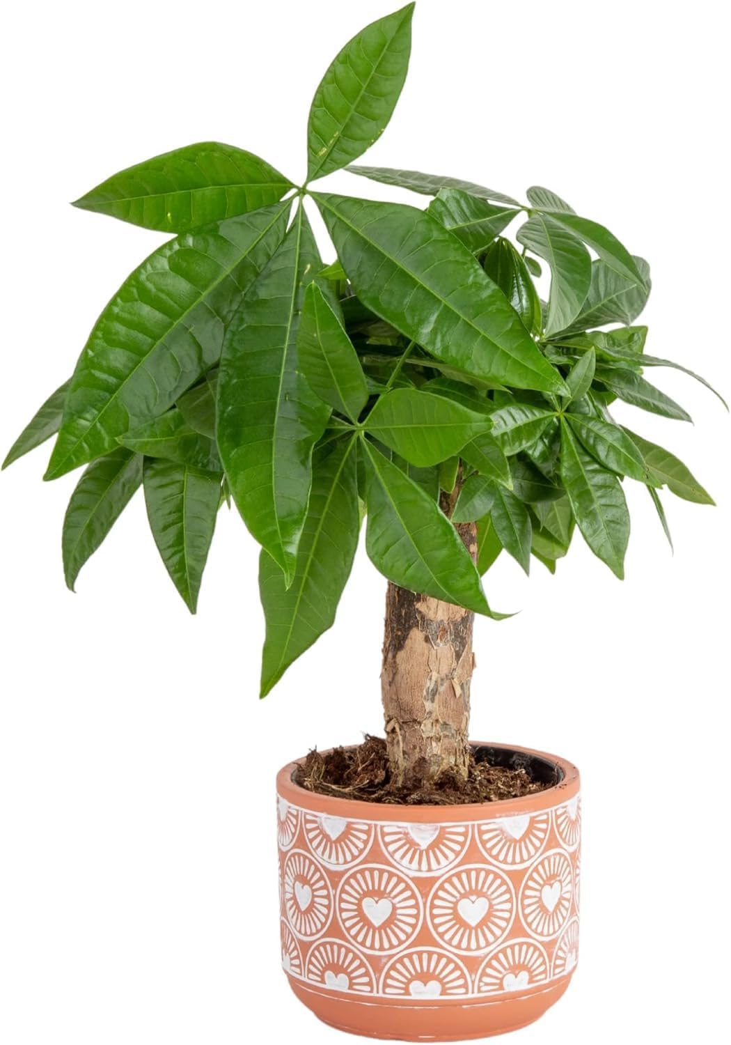 Costa Farms Money Tree, Small Easy to Grow Live Indoor Plant, Live Houseplant in Indoor Plant Pot