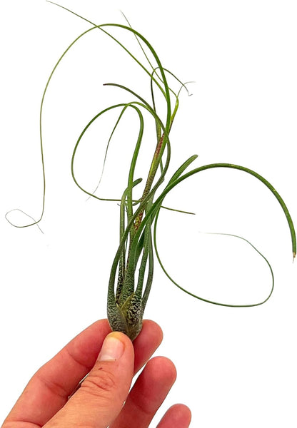 ragnaroc Live Air Plants - Tillandsia Butzii, Jumbo 7-9" - 2ct - Live Arrival Guaranteed - House