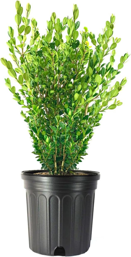 Wintergreen Boxwood | 1 Extra Large 3 Gallon Plant | Buxus Microphylla | Evergreen Shrub, Dense