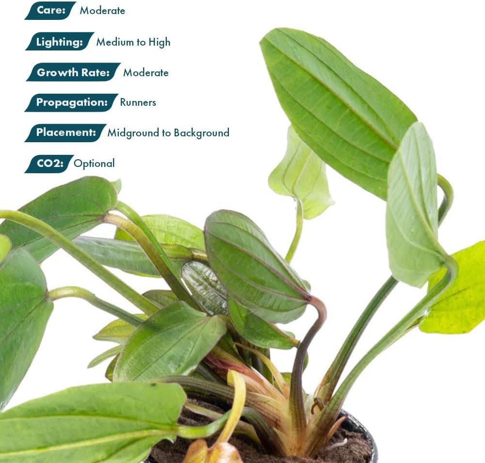 SubstrateSource Live Plants - Echinodorus ‘Horizontalis Variegated’ - Moderate to High Light, Green