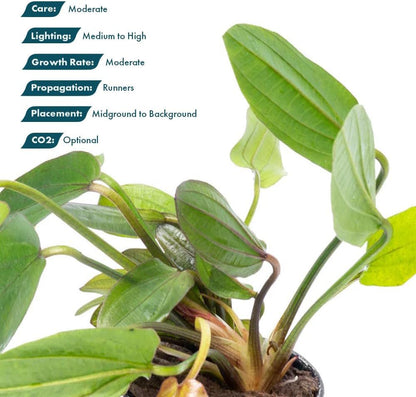 SubstrateSource Live Plants - Echinodorus ‘Horizontalis Variegated’ - Moderate to High Light, Green