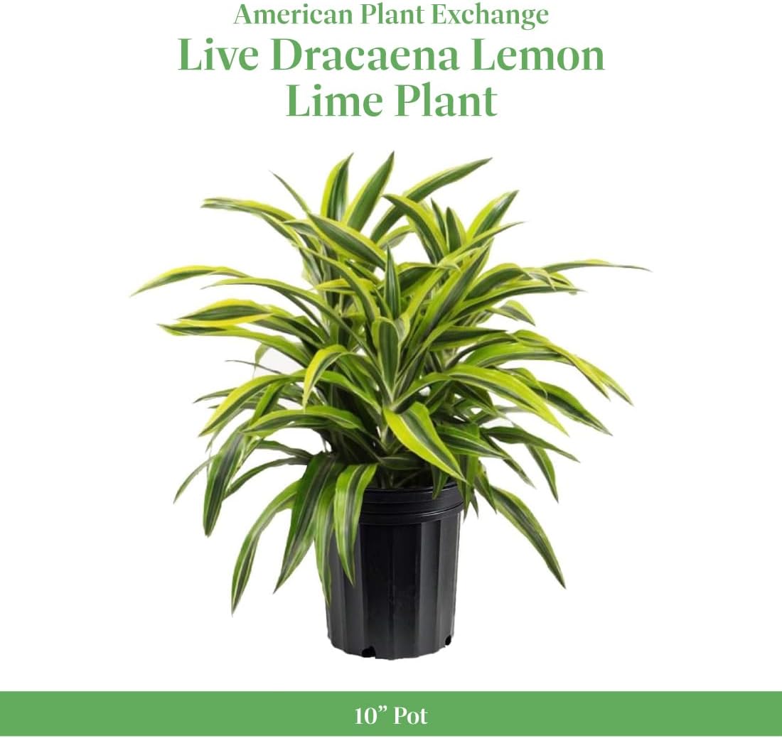 American Plant Exchange Dracaena Lemon Lime – 3-Gallon with Pot – Live Indoor/Outdoor Air Purifying