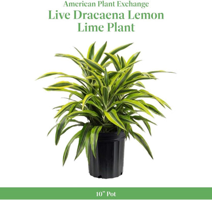 American Plant Exchange Dracaena Lemon Lime – 3-Gallon with Pot – Live Indoor/Outdoor Air Purifying
