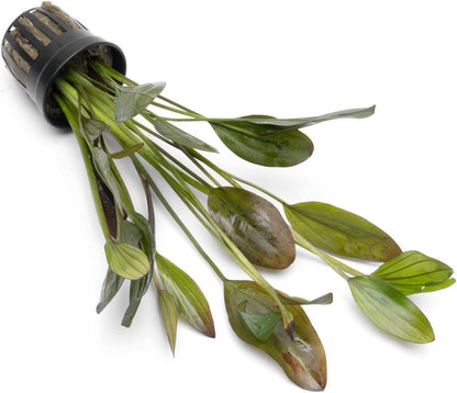 SubstrateSource Echinodorus Ozelot Green Sword Live Plant for Freshwater Aquariums, Natural Fish