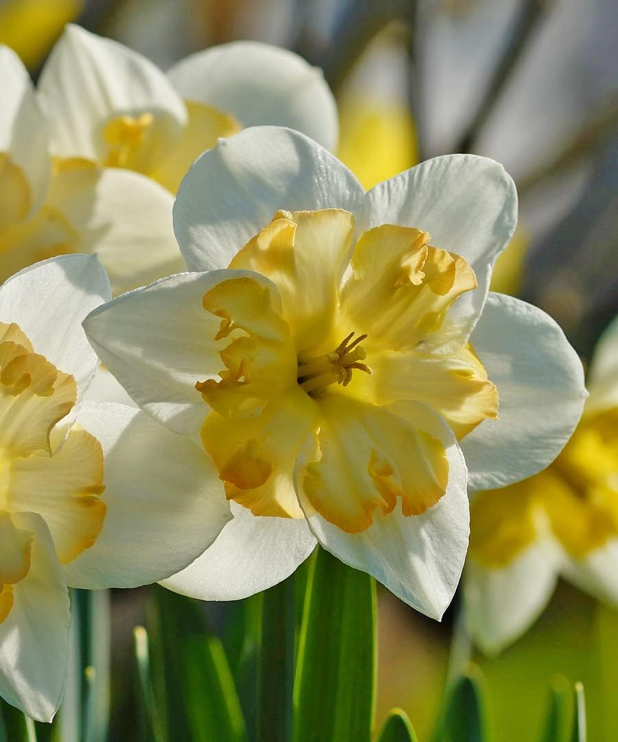 White Lion Daffodil Flowers- 5 Bulbs - Large Narcissus Blooms Crisp White Petals and Ruffled