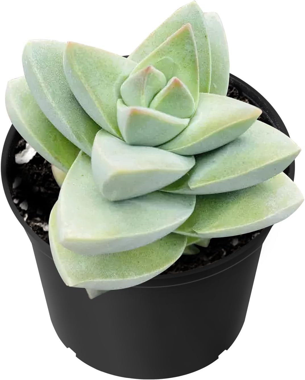 Sprout N Green Crassula 'Moonglow', Live Succulent Plant Fully Rooted in 2" Pots with Soil Mix
