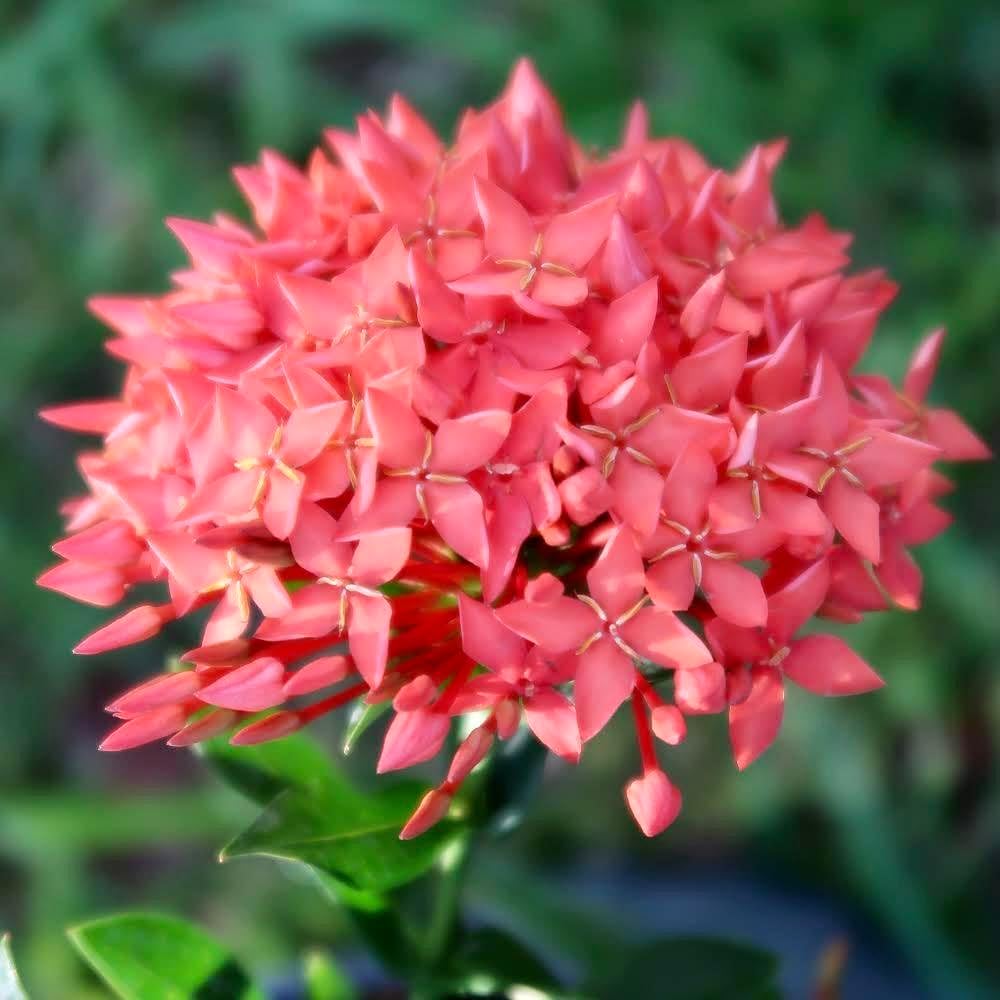 Elevate Your Ixora Garden with Gardenera's Organic Potting Mix - Tailored for Robust Ixora Plants