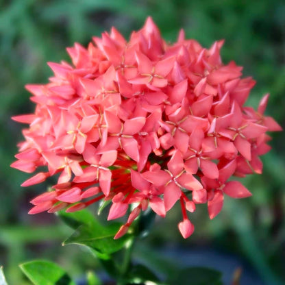 Elevate Your Ixora Garden with Gardenera's Organic Potting Mix - Tailored for Robust Ixora Plants
