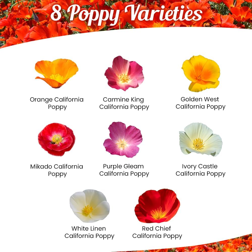 Parade of Poppy Wildflower Seeds - 1oz, Open-Pollinated Flower Seed Mix Packets, No Fillers
