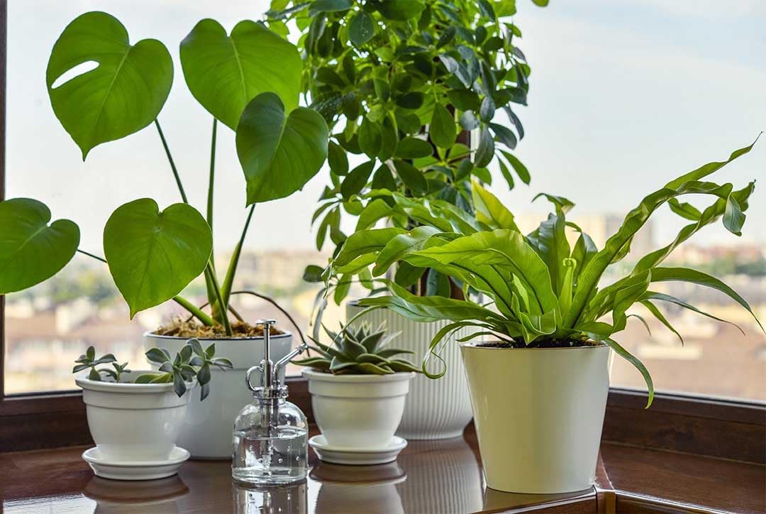 American Plant Exchange Monstera Deliciosa – Live 4-Inch Pot in Stylish Pot Cover, Easy-Care Split
