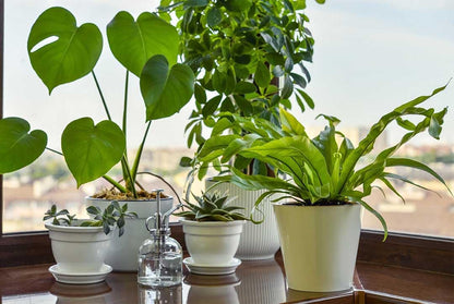 American Plant Exchange Monstera Deliciosa – Live 4-Inch Pot in Stylish Pot Cover, Easy-Care Split