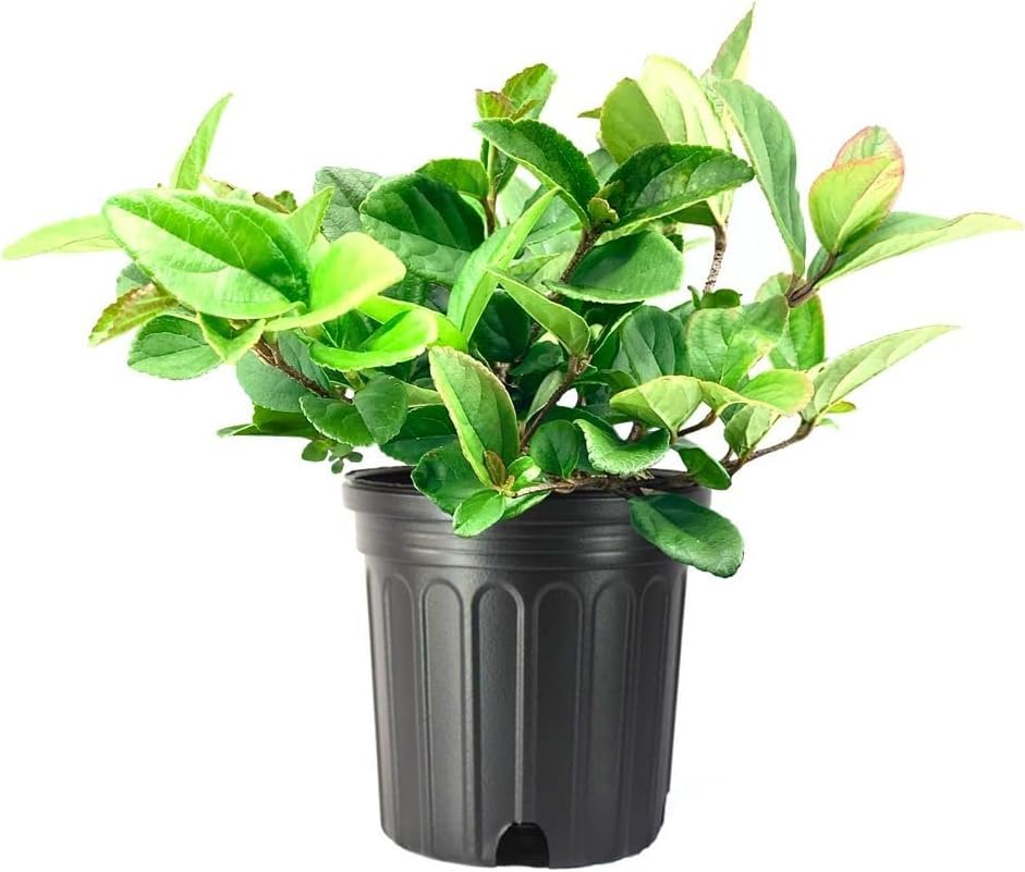 Viburnum Suspensum | 1 Large Gallon Size Plant I Sandankwa I Live Durable Evergreen Shrub with