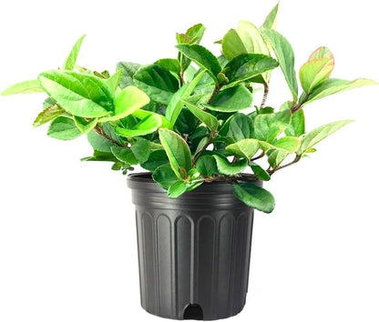 Viburnum Suspensum | 1 Large Gallon Size Plant I Sandankwa I Live Durable Evergreen Shrub with