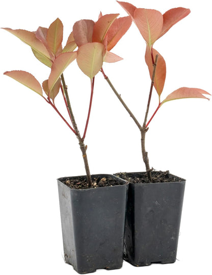 2 Red Tip Photinia/Photinia x Fraseri, Thriving in Extra Deep Nursery Cubes