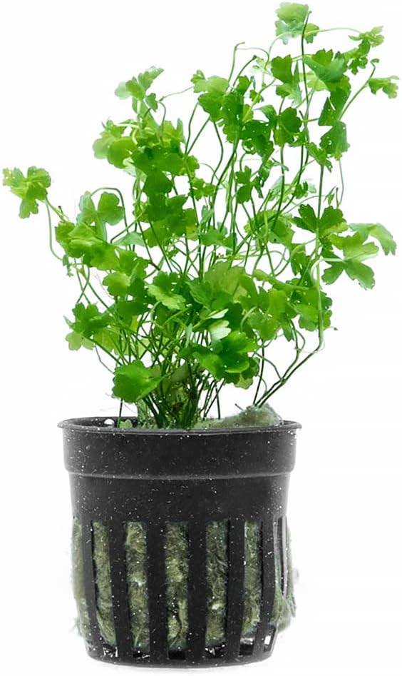 SubstrateSource Live Aquarium Stem Plants - Freshwater Aquatic Plant for Fish Tanks, Aquascaping