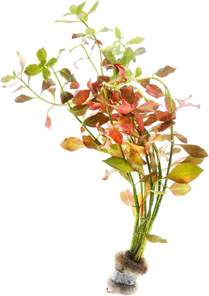 SubstrateSource Live Plant - Ludwigia Ovalis - Easy Care, Moderate to High Light, Green to Orange