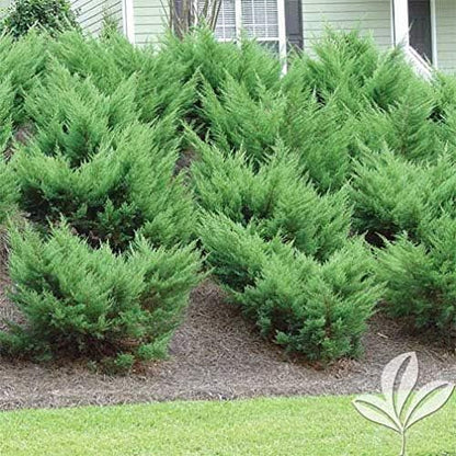 Sea Green Juniper - 30 Live Plants - Juniperus Chinensis - Hardy Evergreen Privacy Screen