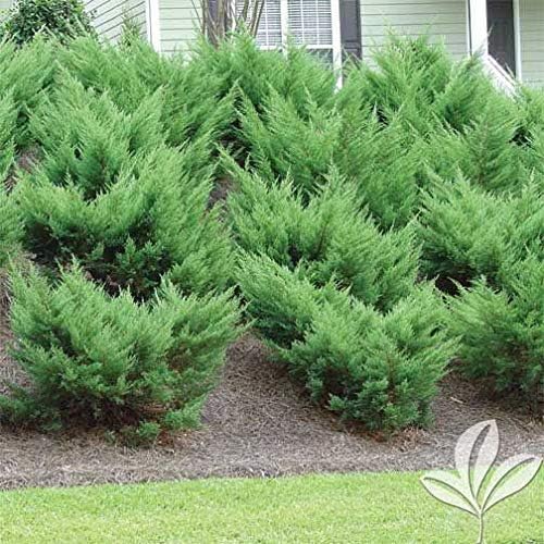 Sea Green Juniper - 10 Live Plants - Juniperus Chinensis - Hardy Evergreen Privacy Screen