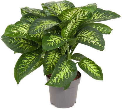 Gardenera Premium Dumb Cane Potting Soil Mix - Ideal Blend for Growing Robust and Healthy Dumb Cane