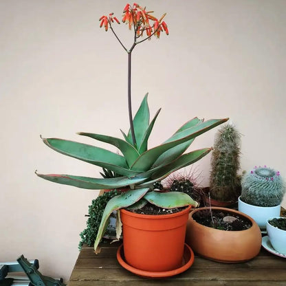Coral Aloe Plants (Aloe striata) - Live Succulent with Striking Pink Edges and Smooth, Flat Leaves