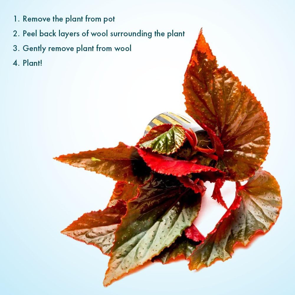 SubstrateSource Live Jungle Plants - Begonia Arabian Sunset (Begonia sp.) - Medium to High Light