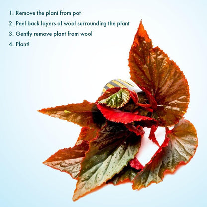 SubstrateSource Live Jungle Plants - Begonia Arabian Sunset (Begonia sp.) - Medium to High Light