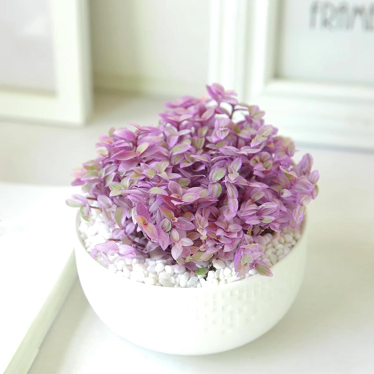 Live Succulents Pink Lady (4-inch), Succulent Plants Fully Rooted in Pots with Soil, Easy-Care