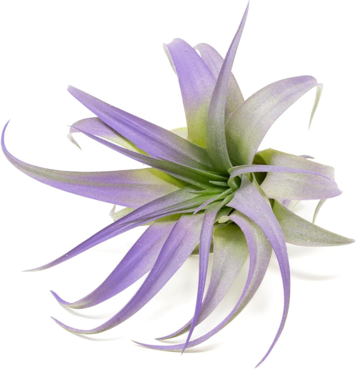 Purple Colorful Tillandsia Air Plants - Long Lasting Color Enhanced Live Tillandsia Succulent House