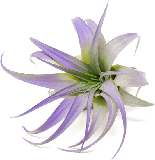 Purple Colorful Tillandsia Air Plants - Long Lasting Color Enhanced Live Tillandsia Succulent House