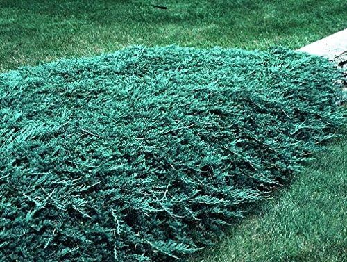 Blue Rug Juniper - 30 Live Plants - 4" Container Low Maintenance Evergreen Ground Cover