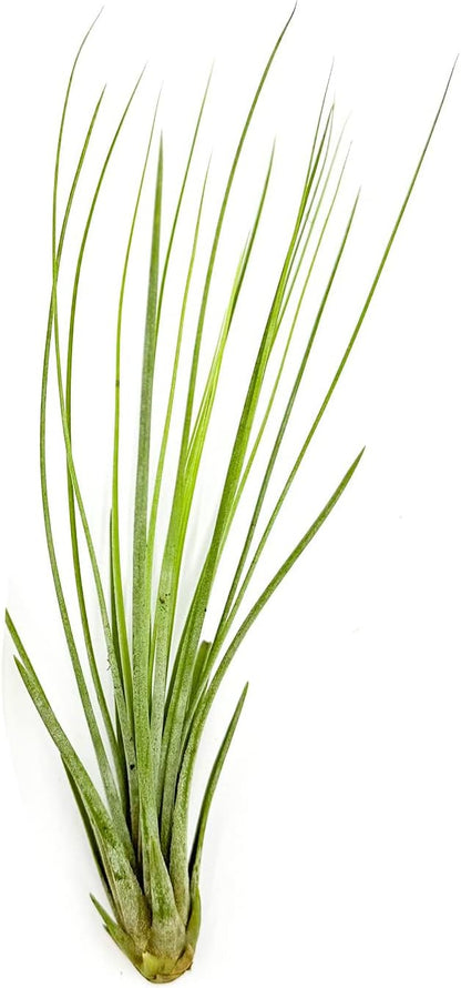 ragnaroc Air Plants - Tillandsia Juncea, Jumbo 8-12" - 1ct - Live Arrival Guaranteed - House Plants
