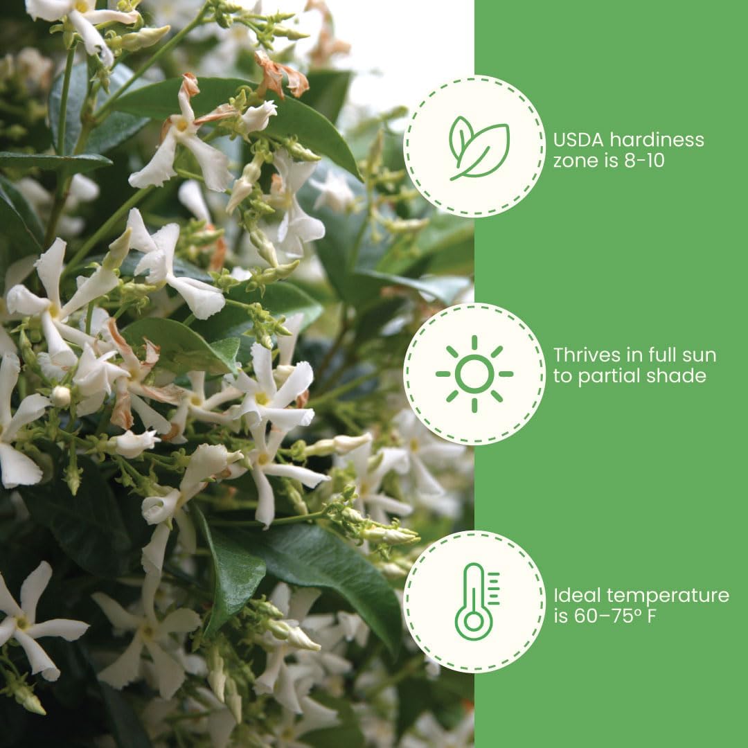 American Plant Exchange Variegated Confederate Jasmine – 6-Inch Pot – Live Fragrant Flowering Vine