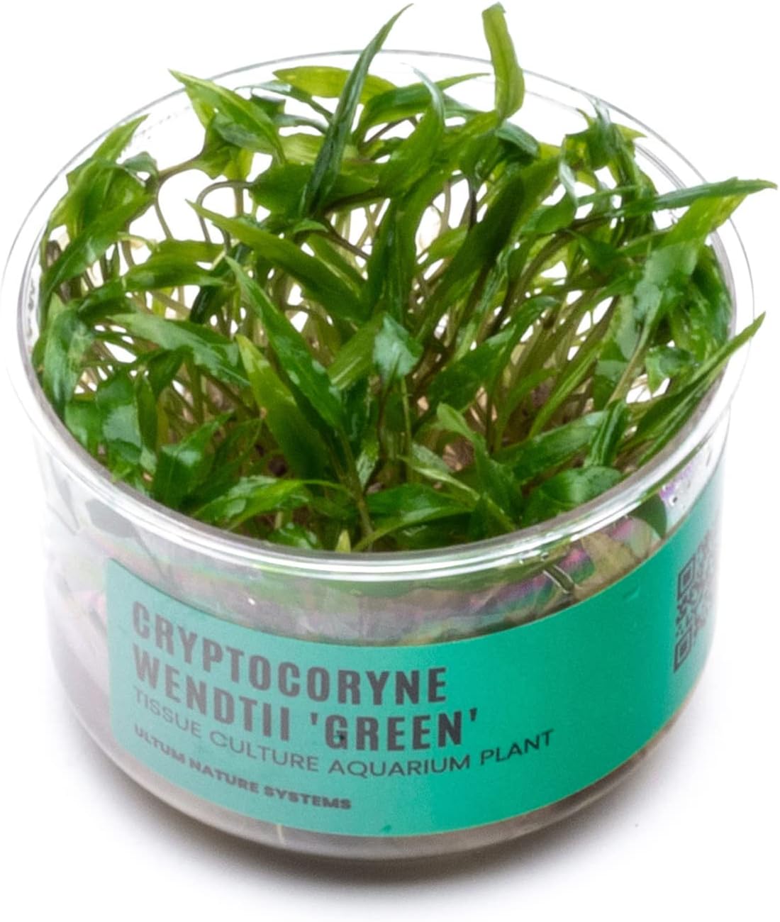 Ultum Nature Systems Cryptocoryne Wendtii Green Tissue Culture Live Plant for Aquarium, Aquascape