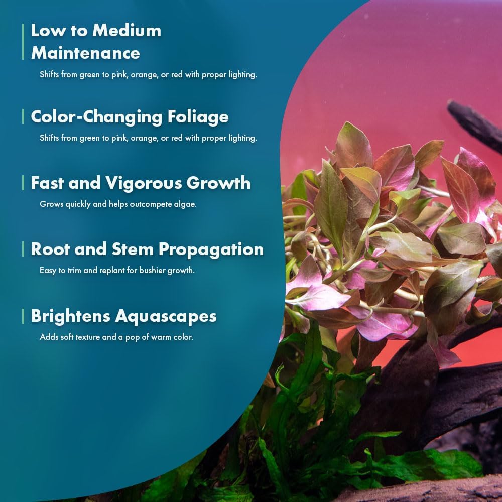 SubstrateSource Live Plant - Ludwigia Ovalis - Easy Care, Moderate to High Light, Green to Orange