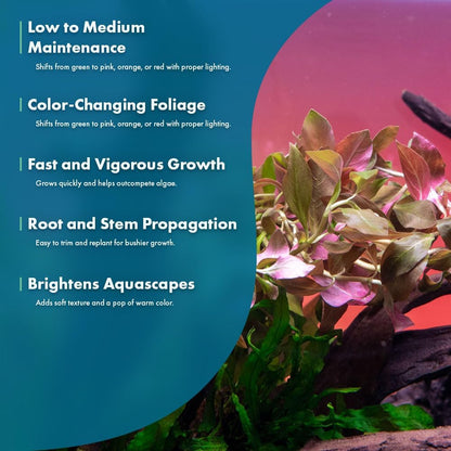 SubstrateSource Live Plant - Ludwigia Ovalis - Easy Care, Moderate to High Light, Green to Orange