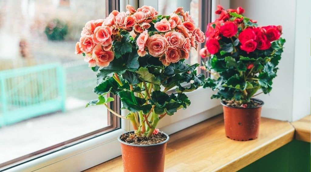 Premium Begonia Plant Soil Mix by Gardenera - Stimulate Growth and Elevate Flower Color with