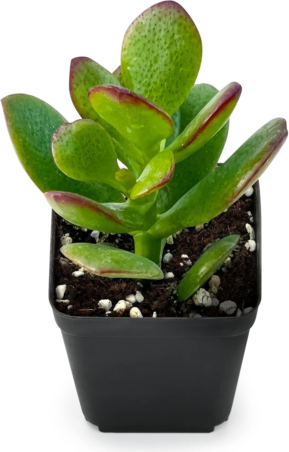 Sprout N Green Dwarf Jade - 2-3" Tall Crassula Ovata Crosby's Compact, Rare Cute Succulent Plant